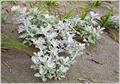 Artemisia stelleriana